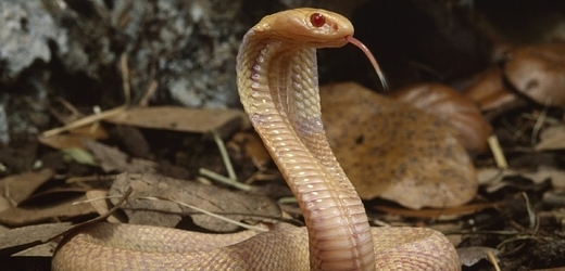 Chovatele uštkla kobra monoklová (ilustrační foto).